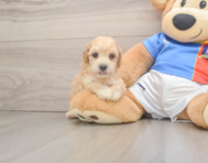 7 week old Poochon Puppy For Sale - Premier Pups