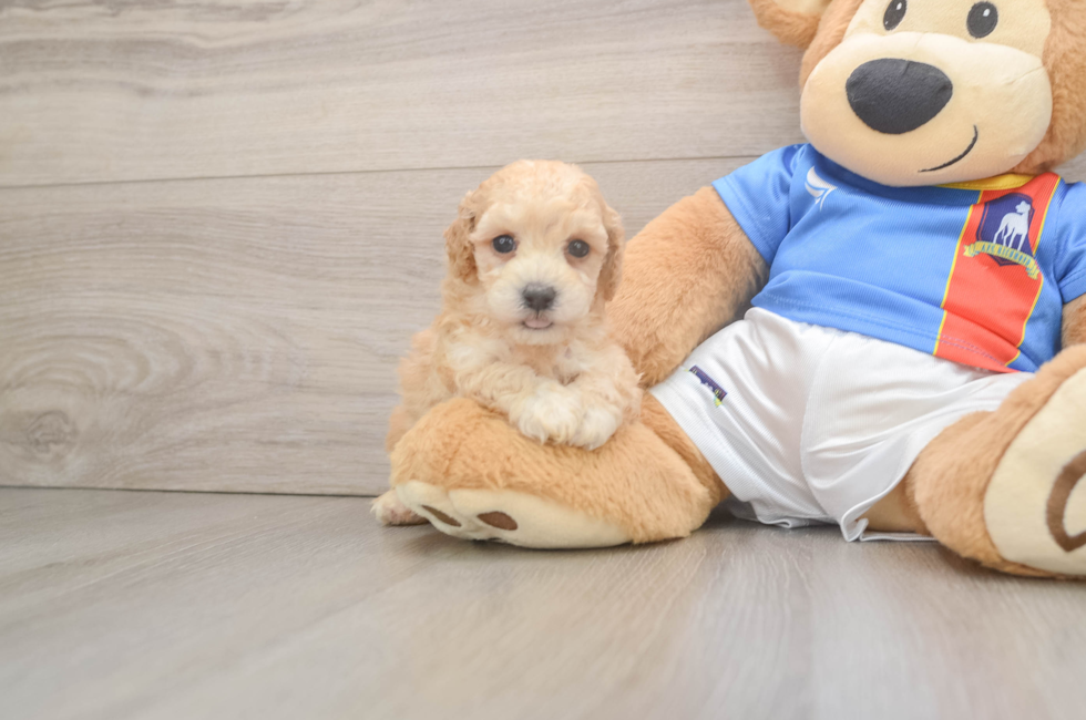 5 week old Poochon Puppy For Sale - Premier Pups