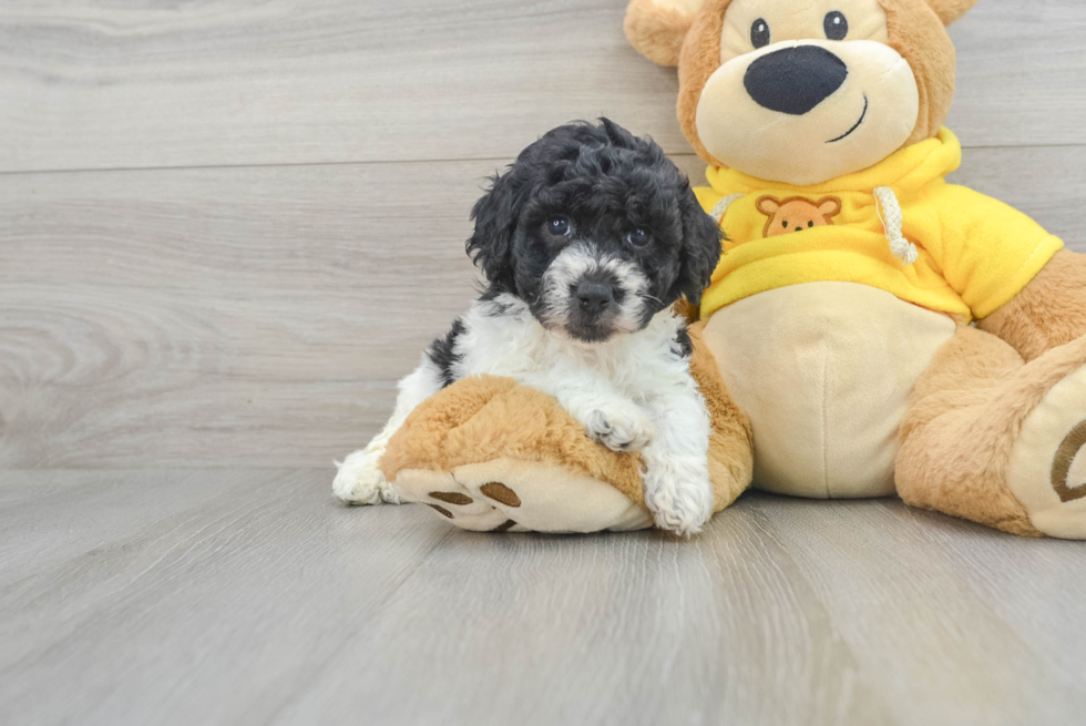 Popular Poochon Poodle Mix Pup