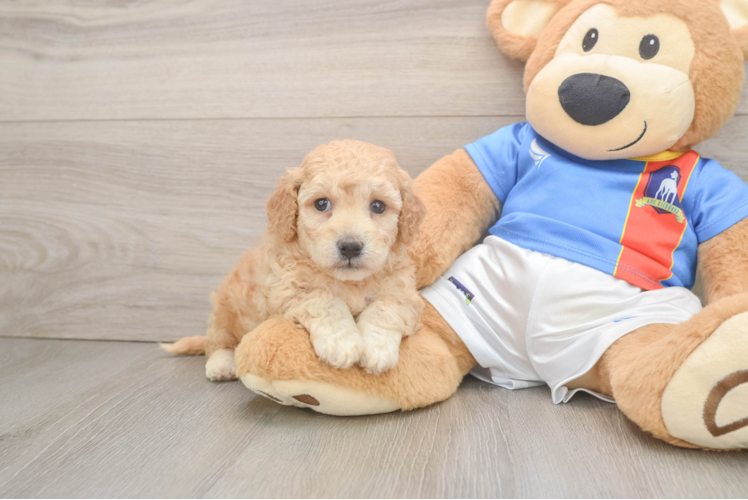 Best Poochon Baby
