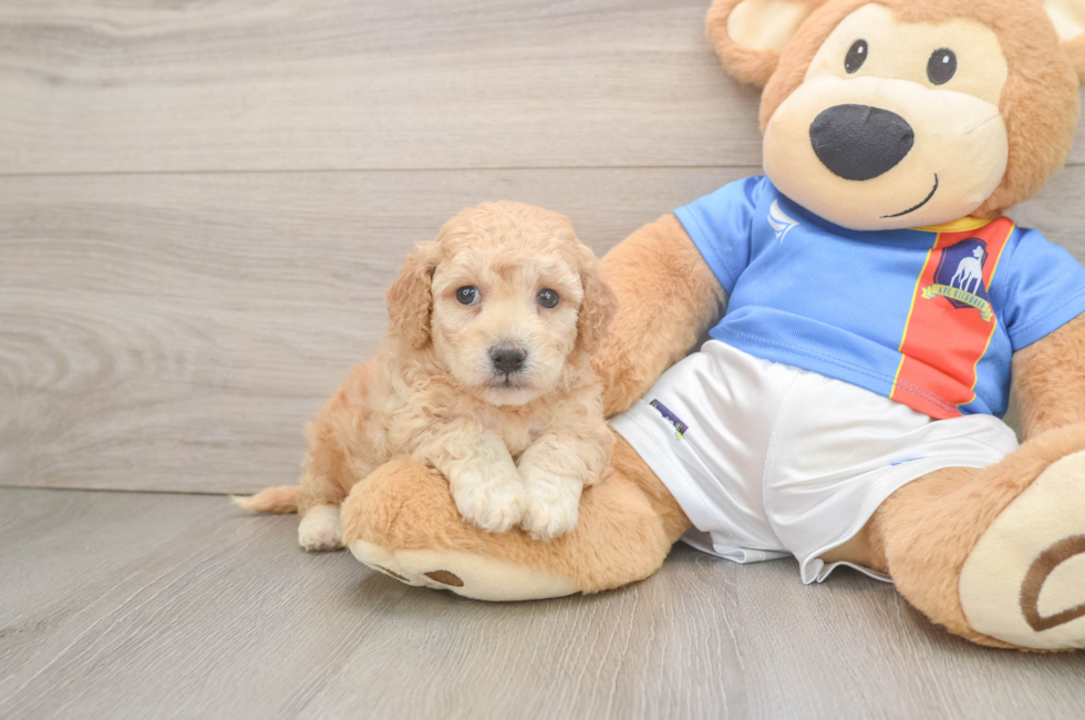 5 week old Poochon Puppy For Sale - Premier Pups