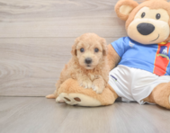 7 week old Poochon Puppy For Sale - Premier Pups