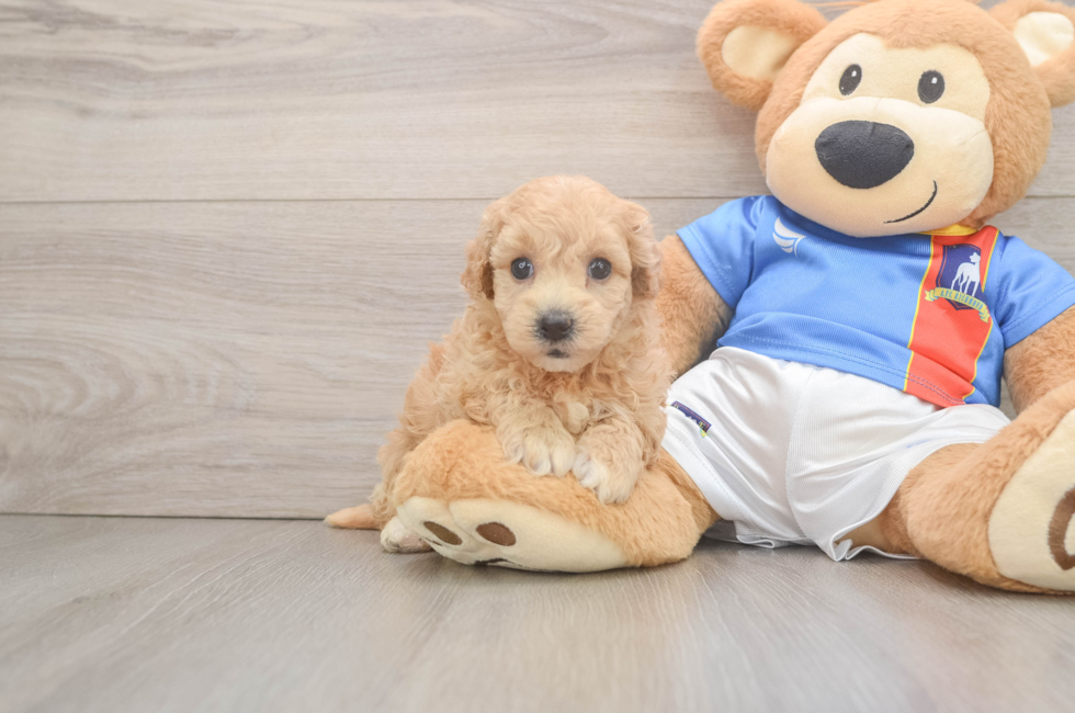 5 week old Poochon Puppy For Sale - Premier Pups