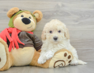 7 week old Poochon Puppy For Sale - Premier Pups