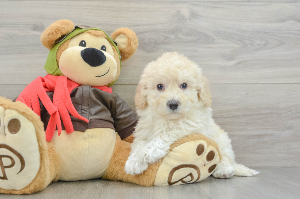 7 week old Poochon Puppy For Sale - Premier Pups