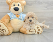 6 week old Poochon Puppy For Sale - Premier Pups