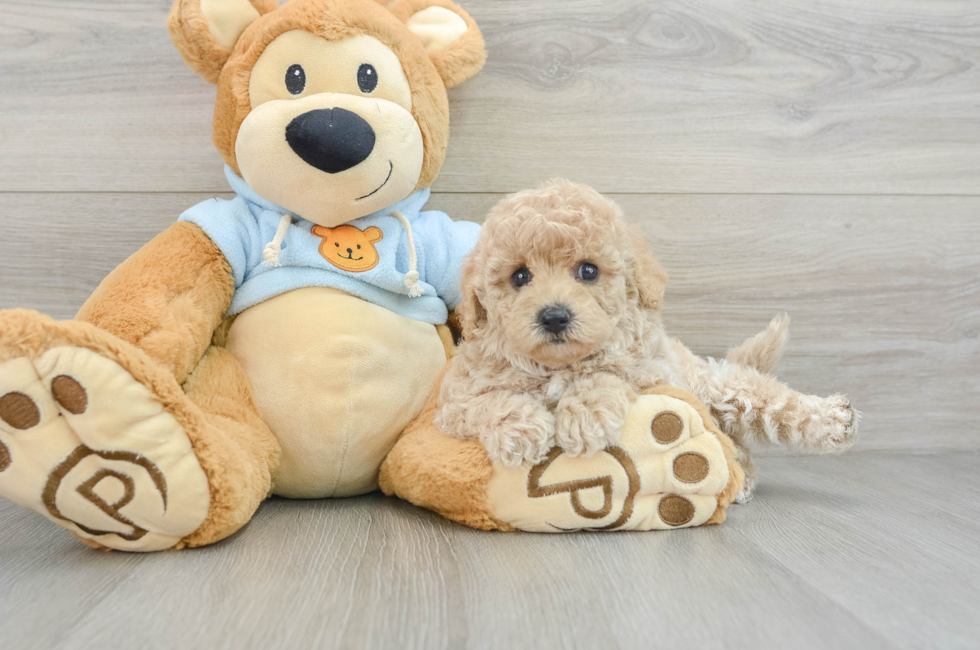 6 week old Poochon Puppy For Sale - Premier Pups