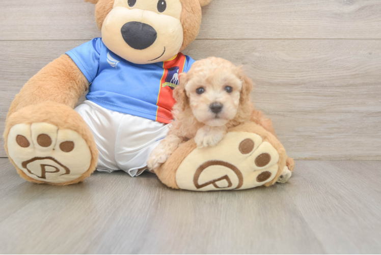 Small Poochon Baby