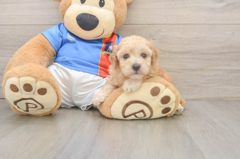 5 week old Poochon Puppy For Sale - Premier Pups