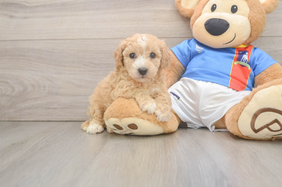 5 week old Poochon Puppy For Sale - Premier Pups