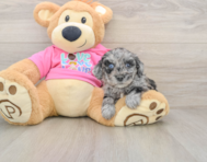 5 week old Poochon Puppy For Sale - Premier Pups