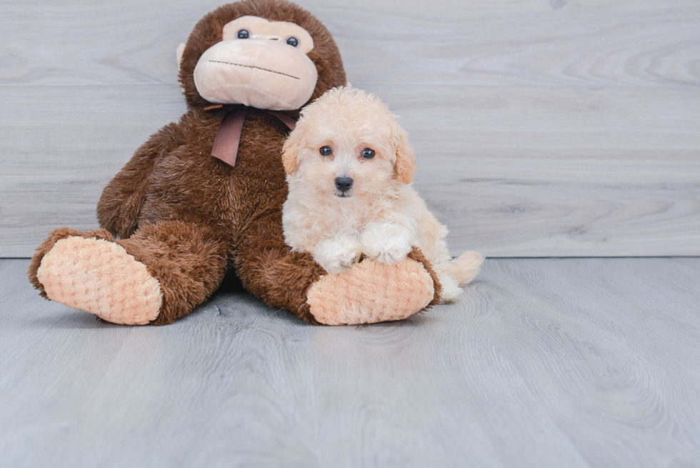 Popular Poochon Poodle Mix Pup