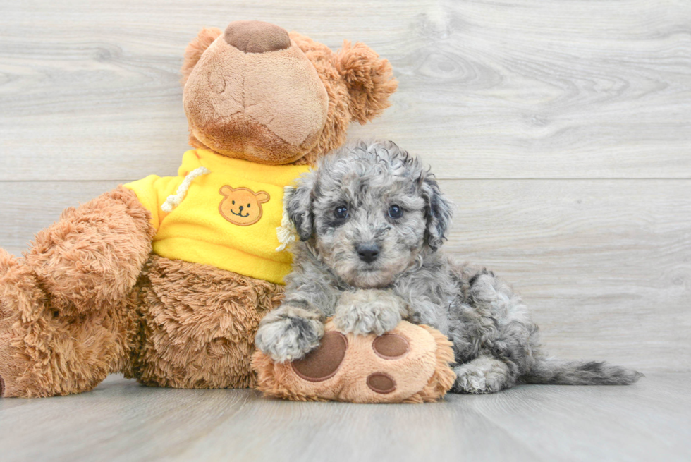 Adorable Bichpoo Poodle Mix Puppy