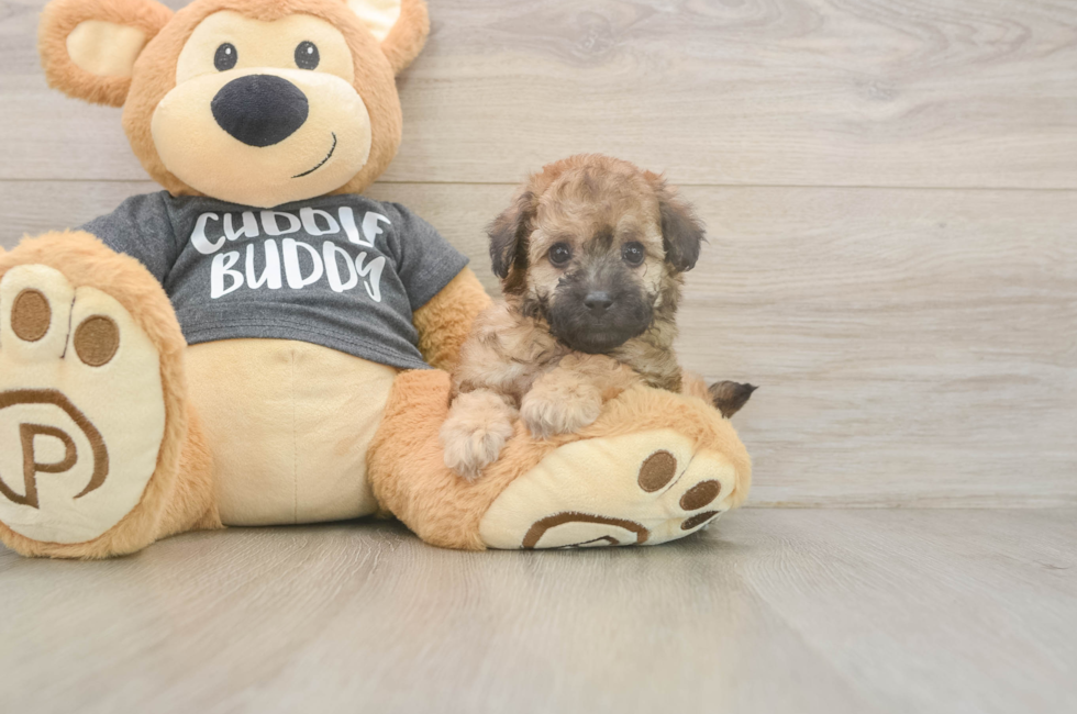 5 week old Poochon Puppy For Sale - Premier Pups