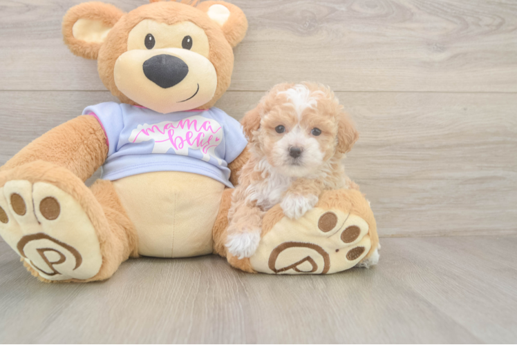 Funny Poochon Poodle Mix Pup