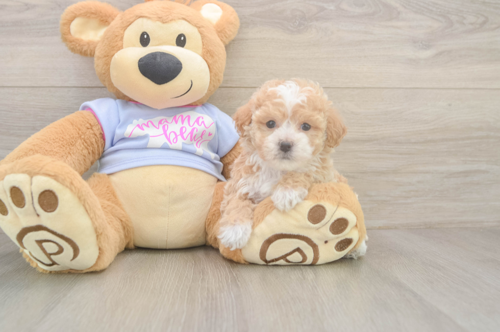 5 week old Poochon Puppy For Sale - Premier Pups