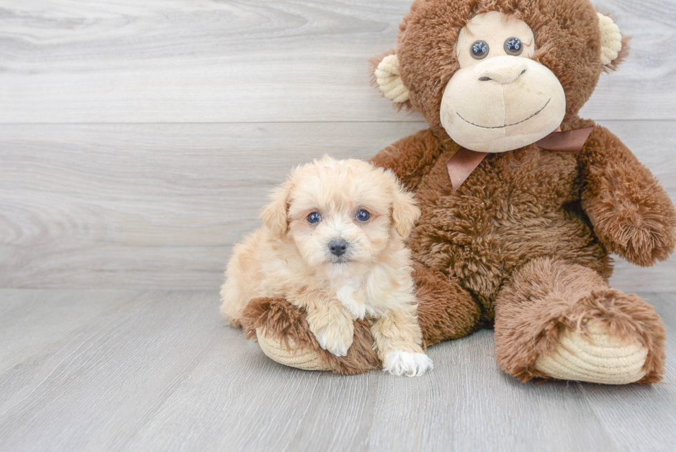 Adorable Bichpoo Poodle Mix Puppy