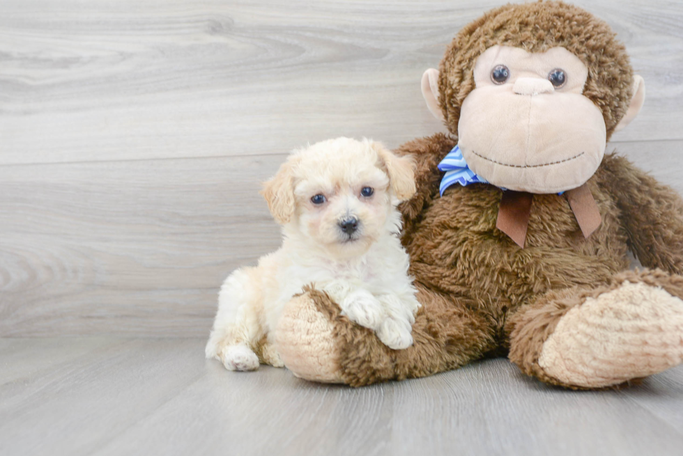 Funny Poochon Poodle Mix Pup