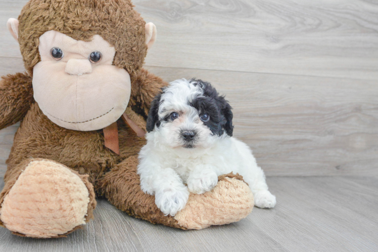 Popular Poochon Poodle Mix Pup