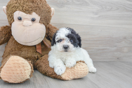 Popular Poochon Poodle Mix Pup