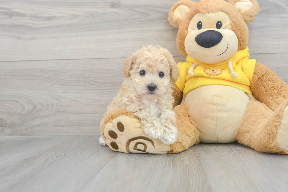 Little Bichpoo Poodle Mix Puppy