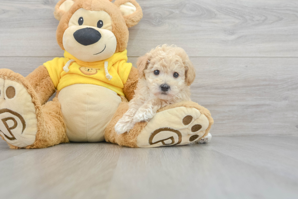 Petite Poochon Poodle Mix Pup