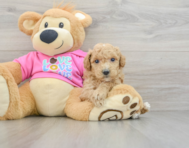 6 week old Poochon Puppy For Sale - Premier Pups