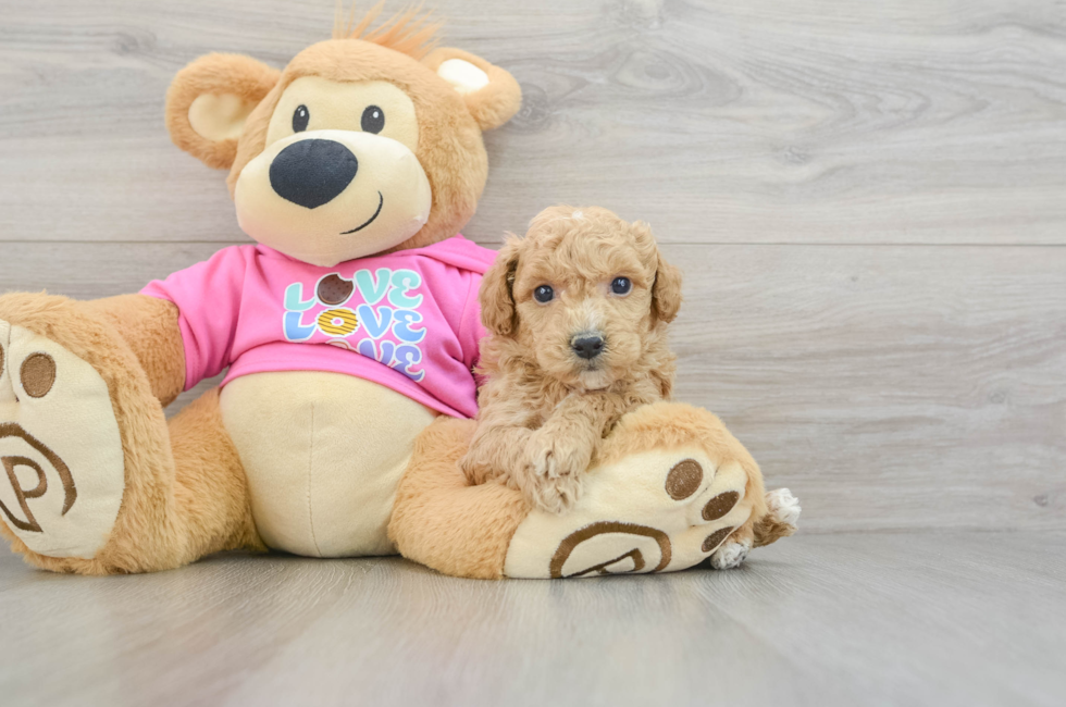 6 week old Poochon Puppy For Sale - Premier Pups