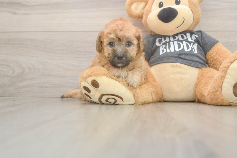 Poochon Pup Being Cute