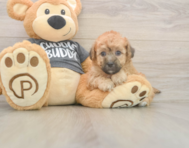 7 week old Poochon Puppy For Sale - Premier Pups