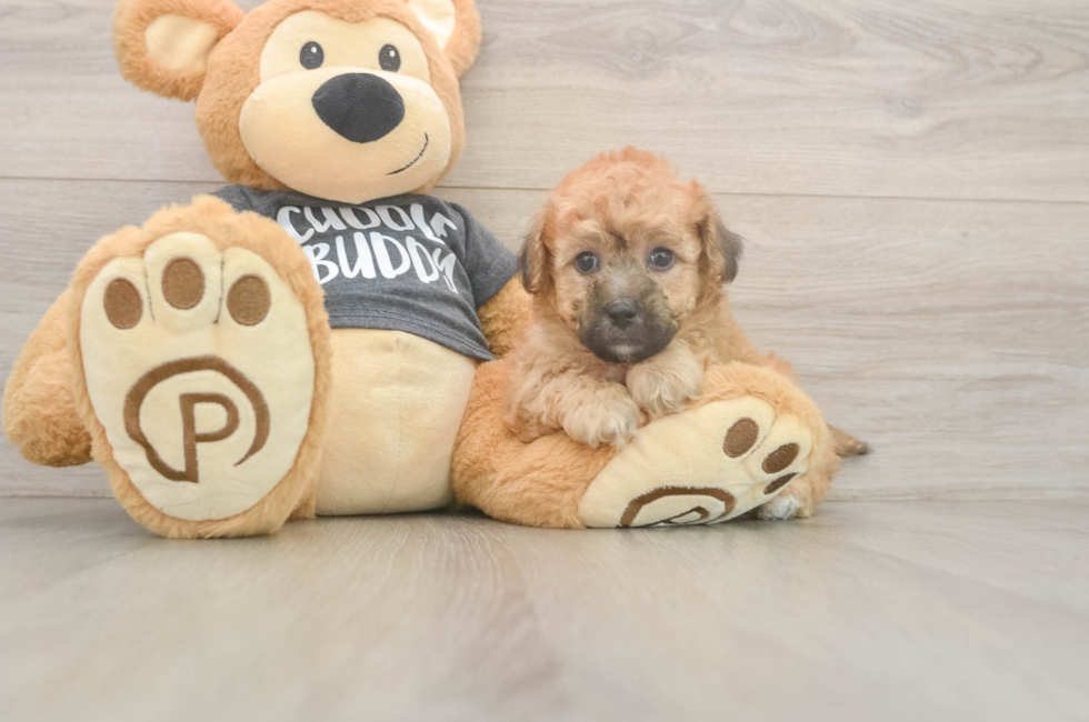 5 week old Poochon Puppy For Sale - Premier Pups