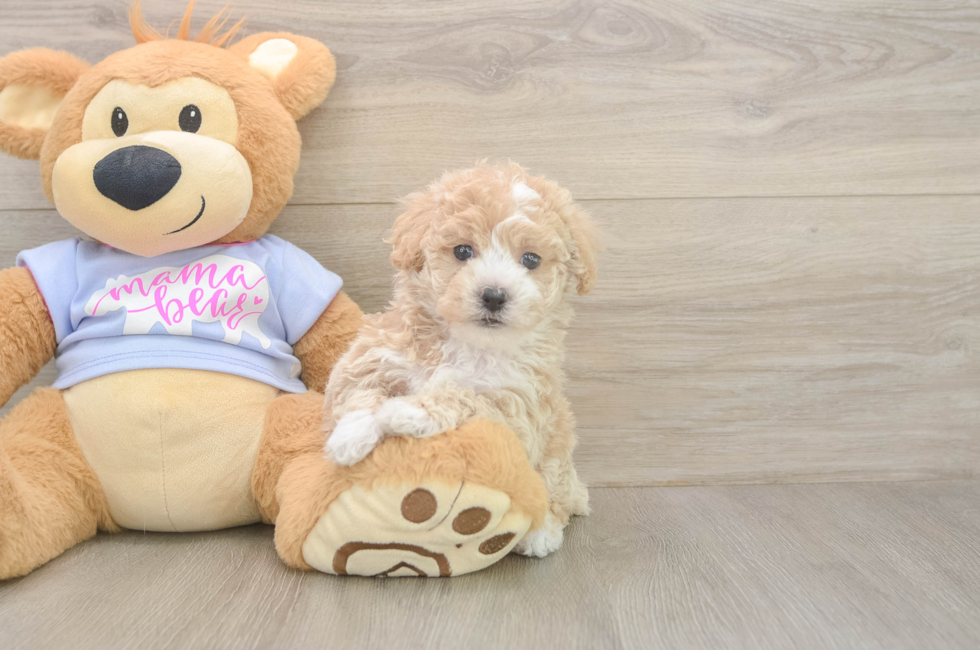 5 week old Poochon Puppy For Sale - Premier Pups