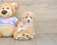 7 week old Poochon Puppy For Sale - Premier Pups 7 week old Poochon Puppy For Sale - Premier Pups
