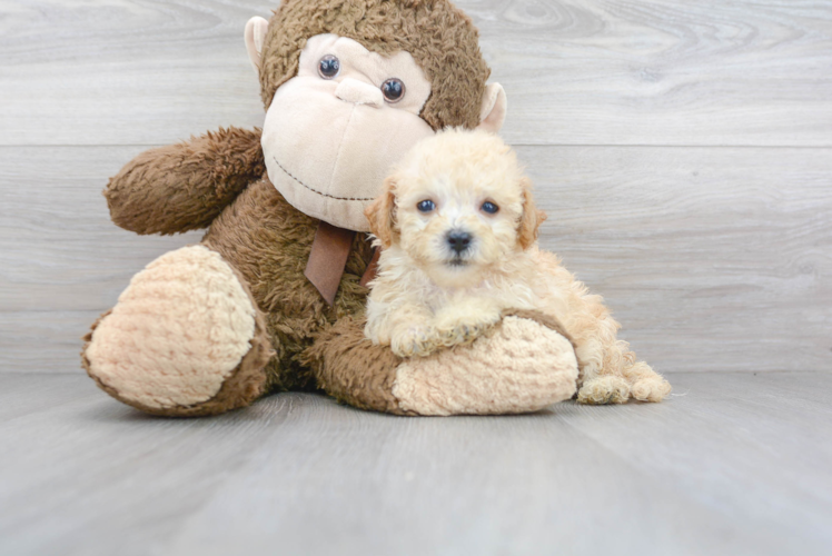 Energetic Bichpoo Poodle Mix Puppy