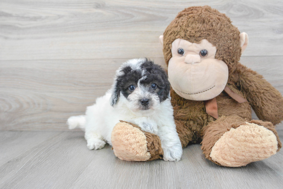 Poochon Pup Being Cute