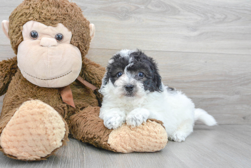 Playful Bichpoo Poodle Mix Puppy