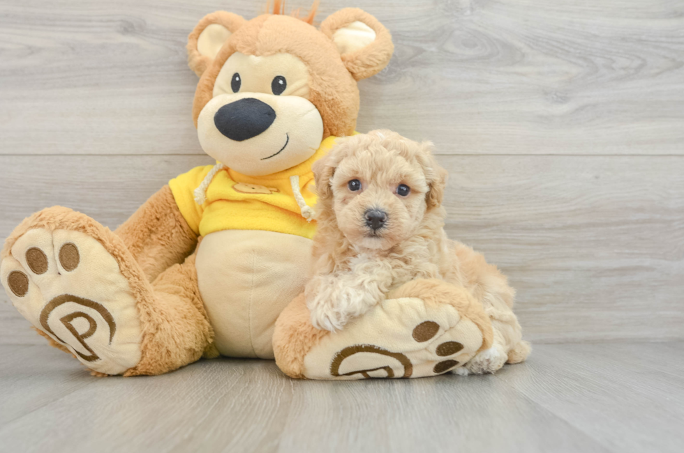 5 week old Poochon Puppy For Sale - Premier Pups