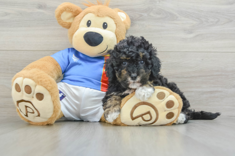 5 week old Poochon Puppy For Sale - Premier Pups