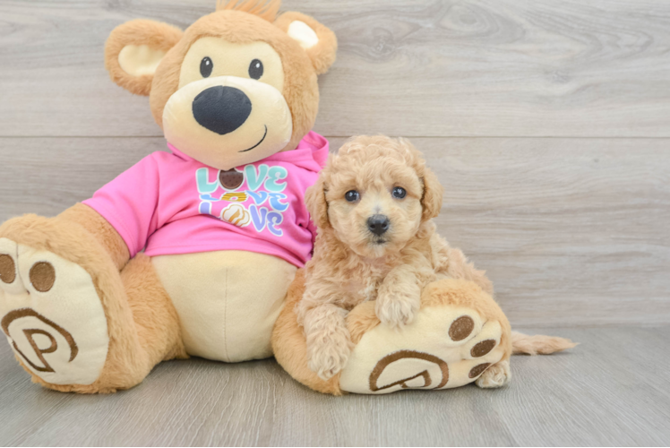 Playful Bichpoo Poodle Mix Puppy