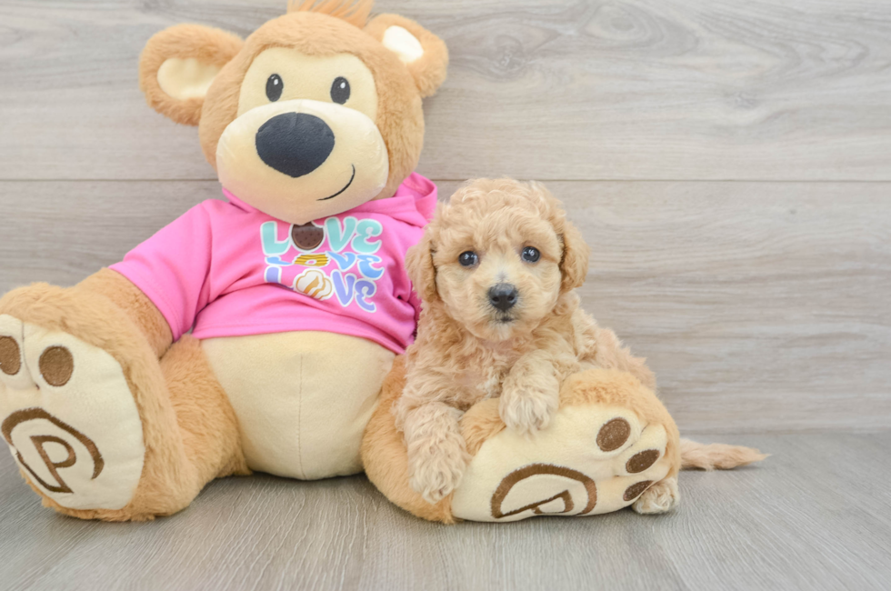 6 week old Poochon Puppy For Sale - Premier Pups