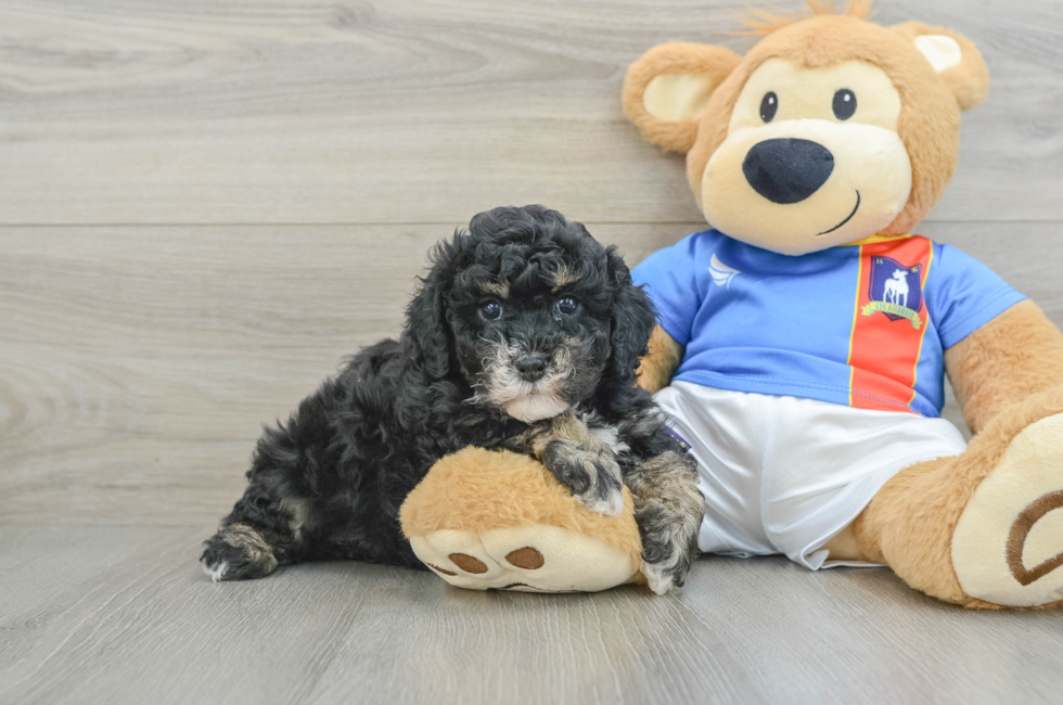 6 week old Poochon Puppy For Sale - Premier Pups