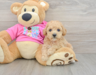 6 week old Poochon Puppy For Sale - Premier Pups