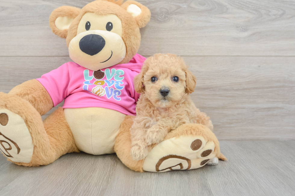 6 week old Poochon Puppy For Sale - Premier Pups