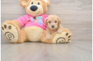 Poochon Puppy for Adoption