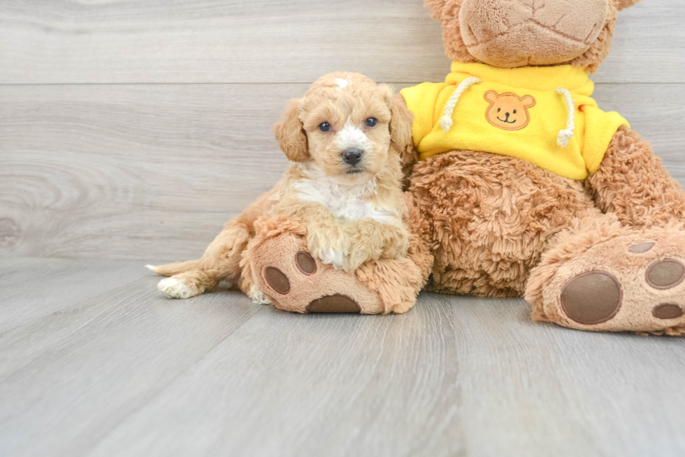 Playful Bichpoo Poodle Mix Puppy