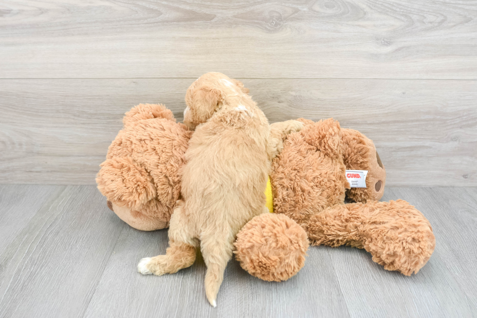 Adorable Bichpoo Poodle Mix Puppy