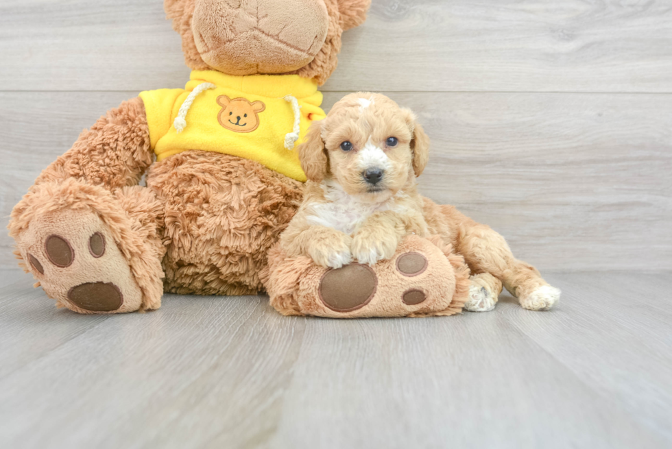 Smart Poochon Poodle Mix Pup