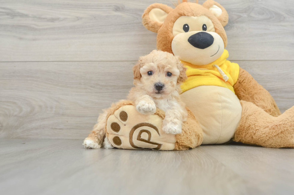 5 week old Poochon Puppy For Sale - Premier Pups