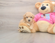 6 week old Poochon Puppy For Sale - Premier Pups