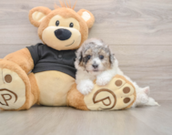 5 week old Poochon Puppy For Sale - Premier Pups
